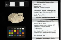 Foto (Objekt + Etiketten) von Discutiolira moesica (Muţiu & Bădăluţă, 1971)